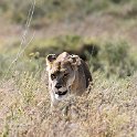 TZA SHI SerengetiNP 2016DEC25 LakeMagadi 002 : 2016, 2016 - African Adventures, Africa, Date, December, Eastern, Month, Northern Lake Magadi, Places, Serengeti National Park, Shinyanga, Tanzania, Trips, Year